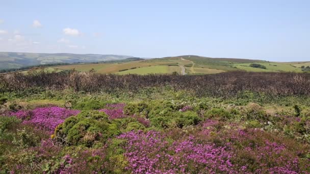 Αγγλική ύπαιθρο σκηνή Νότιο λόφο κοντά Mineheadsomerset Ηνωμένο Βασίλειο — Αρχείο Βίντεο