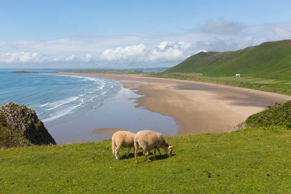 Pastoreio de ovelhas Praia de Rhossili O Gower South Wales uma das melhores praias do Reino Unido — Fotografia de Stock