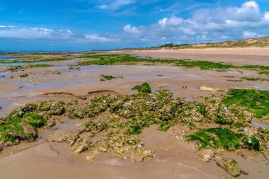Alçak gelgitte yeşil yosun ve kayalar Plage de Gollandieres plajı Fransa, La Rochelle yakınlarındaki le de R adası