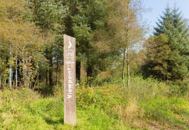 Bakış açısı kırsal ormanlık kırsal alanda çim ve 180 derece görüntü gösteren ağaçları ile oturum açmak