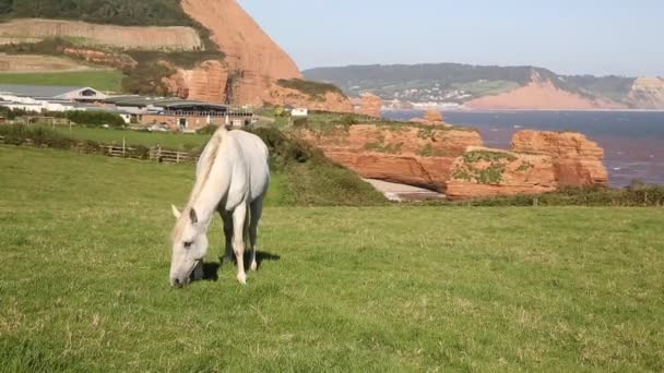 Пляж Ladram Bay Devon England UK, вид с запада в сторону Сайдмута и на Юрасское побережье — стоковое видео