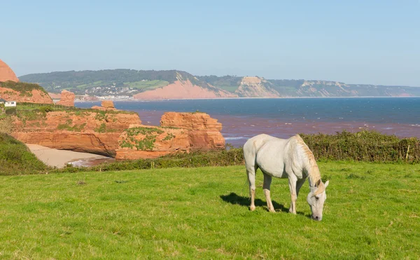 Ku Jurassic coast och vit ponny och sandsten vaggar stackar Ladram Bay Devon England Storbritannien ligger mellan Budleigh Salterton och Sidmouth — Stockfoto