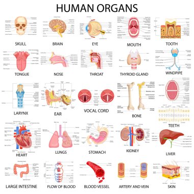 Grafiği farklı insan organları
