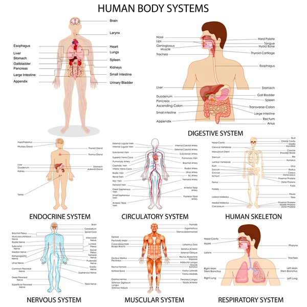 Diagram systému různých lidských orgánů — Stockový vektor
