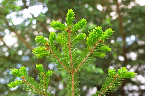 Jeune Branche Pin Vert Avec Aiguilles Fraîches — Photo