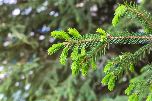 Fenyőfa Bolyhos Ága Városi Parkban Másolja Helyet — Stock Fotó