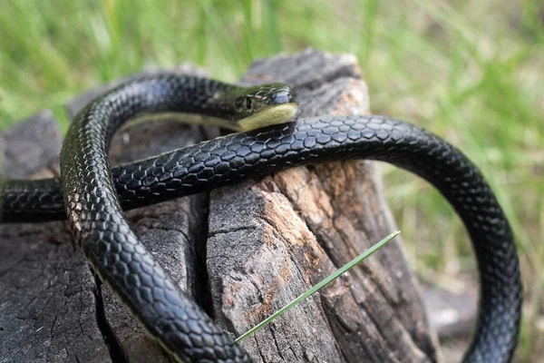Eine Giftige Schlange Sonnt Sich Einem Sonnigen Sommertag Auf Einem — Stockfoto