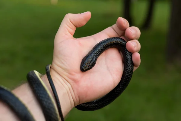 Eine Schwarze Giftschlange Großaufnahme Den Arm Eines Mannes Gewickelt — Stockfoto