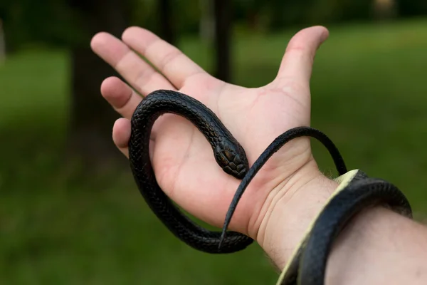 Uma Cobra Venenosa Preta Enrolada Braço Homem Perto — Fotografia de Stock