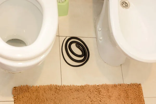 Черная Ядовитая Змея Лежит Квартире Туалете Между Туалетом Биде — стоковое фото