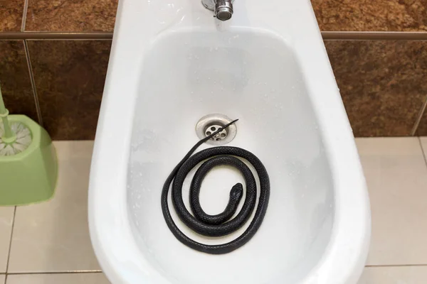 Serpent Venimeux Noir Est Enroulé Dans Bidet Dans Salle Toilettes — Photo
