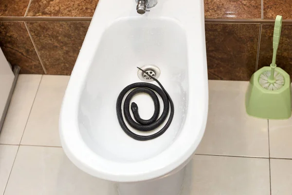 Serpent Venimeux Noir Est Enroulé Dans Bidet Dans Salle Toilettes — Photo