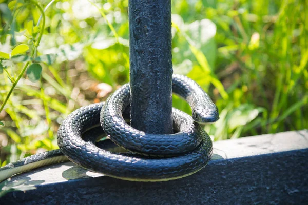 A black venomous snake on a sunny day in park wrapped around a fence.