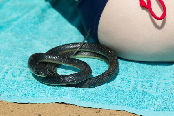 Schwarze Giftschlange Zusammengerollt Einem Ball Auf Einem Blauen Handtuch Strand — Stockfoto