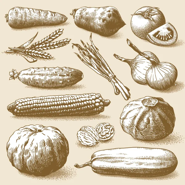 Вектор овощей, фруктов и растений — стоковый вектор