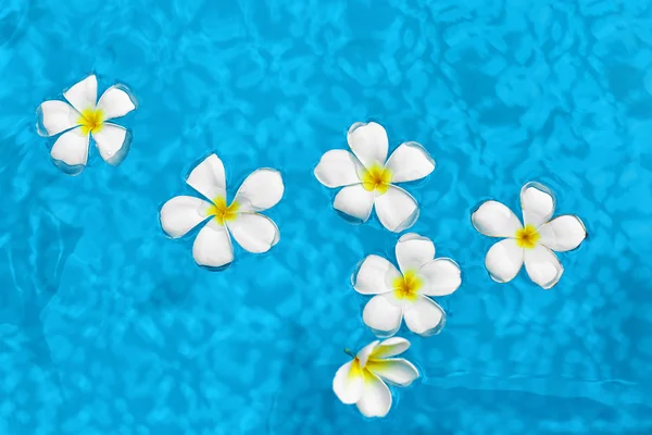Summer. Spa Flowers Frangipani Plumeria In Pool Water. Wellness, — Stock Photo, Image