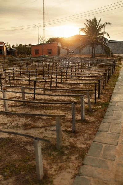 Hem vingård. Vacker solnedgång över tomma vinproduktion Plantation — Stockfoto