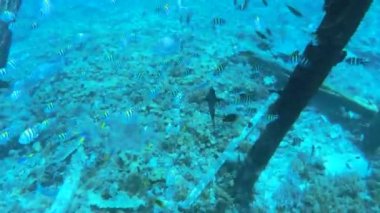 Kri Adası 'ndaki renkli tropik balıklar, Raja Ampat. Papua, Endonezya 'da Deniz Yatağı ve Resif Vahşi Hayatı Deniz Manzarası.