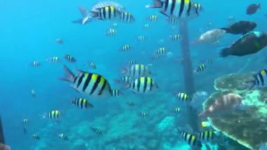 Kri Adası 'ndaki renkli tropik balıklar, Raja Ampat. Papua, Endonezya 'da Deniz Yatağı ve Resif Vahşi Hayatı Deniz Manzarası.