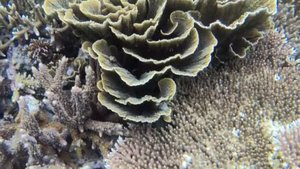 莱亚两栖动物克里岛五彩斑斓的珊瑚花园的水下景观 印度尼西亚巴布亚有珊瑚礁野生动物的海洋海底 — 图库视频影像
