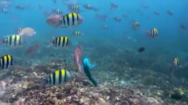 Kri Adası 'ndaki renkli tropik balığın sualtı görüntüsü, Raja Ampat. Papua, Endonezya 'da Resif Yaban Hayatı Deniz Yatağı.