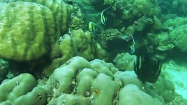 Kri Adası, Raja Ampat 'ta Tropikal Balıklarla Deniz Altında Yüzme. Papua, Endonezya 'da Resif Yaban Hayatı Deniz Yatağı.