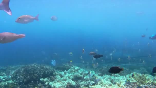 Coral Garden Tropical Fish Kri Island Raja Ampat Underwater View — Stock Video