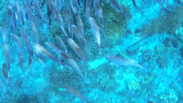 Υποβρύχια Άποψη Των Τροπικών Ψαριών Στο Νησί Κρι Raja Ampat — Αρχείο Βίντεο