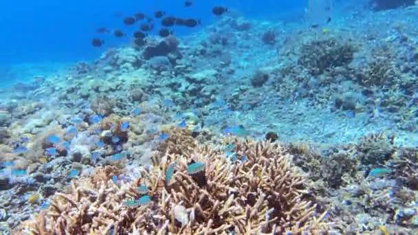Vista Subacquea Dei Pesci Tropicali Variopinti Nell Isola Kri Raja — Video Stock