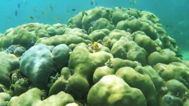 Nuoto Subacqueo Vicino Coral Garden Con Pesci Tropicali Nell Isola — Video Stock