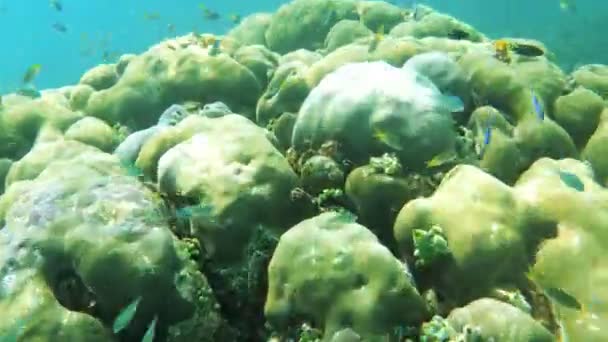 Vista Subacquea Del Giardino Corallo Con Spugna Pesci Tropicali Nell — Video Stock