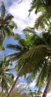 Kaimana Adası, Raja Ampat 'taki Sandy Sahili' ndeki Palm Trees 'in dikey videosu. Yeşil Tropikal Yaprakları Resimli Güzel Doğa Papua, Endonezya 'da Tatil Yaprakları.
