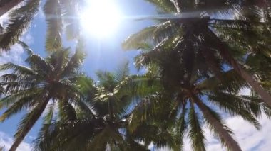 Kaimana Adası, Raja Ampat 'ta Palmiye Ağaçları ve Mavi Gökteki Parlak Güneş. Yeşil Tropikal Yapraklara Resimli Geniş Açı Doğa Papua, Endonezya 'da.