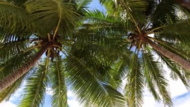 Kaimana Adası, Raja Ampat 'ta Sandy Ocean Sahili' nde Turkuaz suyu olan palmiye ağaçları. Endonezya, Papua 'daki Cennet Bahçesinde Yeşil Tropikal Yapraklar Manzaralı Güzel Doğa.