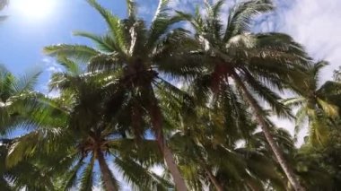 Kaimana Adası, Raja Ampat 'ta Palmiye Ağaçları ve Mavi Gökteki Parlak Güneş. Yeşil Tropikal Yapraklara Resimli Geniş Açı Doğa Papua, Endonezya 'da.