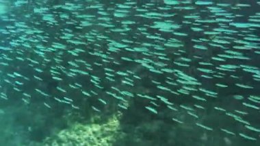 Kri Adası 'ndaki Sünger ve Tropik Balık Raja Ampat ile Mercan Bahçesi' nin sualtı görüntüsü. Papua, Endonezya 'da Resif Yaban Hayatı Deniz Yatağı.