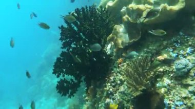 Kri Adası 'nda Tropik Balıklı Renkli Mercan Bahçesi, Raja Ampat. Papua, Endonezya 'da Deniz Yatağı ve Resif Vahşi Hayatı Deniz Manzarası.
