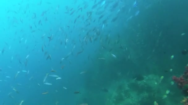 Nage Sous Marine Près Jardin Corail Avec Des Poissons Tropicaux — Video