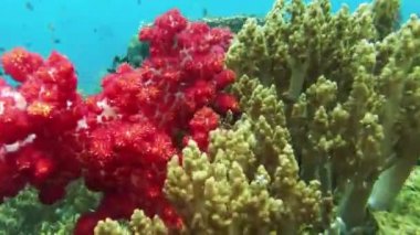 Kri Adası, Raja Ampat 'ta Tropikal Balıklarla Deniz Altında Yüzme. Papua, Endonezya 'da Resif Yaban Hayatı Deniz Yatağı.