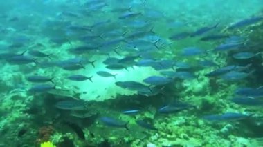 Kri Adası 'ndaki Sünger ve Tropik Balık Raja Ampat ile Mercan Bahçesi' nin sualtı görüntüsü. Papua, Endonezya 'da Resif Yaban Hayatı Deniz Yatağı.