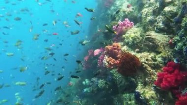 Kri Adası, Raja Ampat 'ta tropikal balıklı renkli mercan bahçesinin sualtı görüntüsü. Papua, Endonezya 'da Resif Yaban Hayatı Deniz Yatağı.