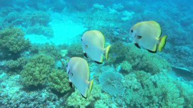 Kri Adası 'ndaki renkli tropik balığın sualtı görüntüsü, Raja Ampat. Papua, Endonezya 'da Resif Yaban Hayatı Deniz Yatağı.