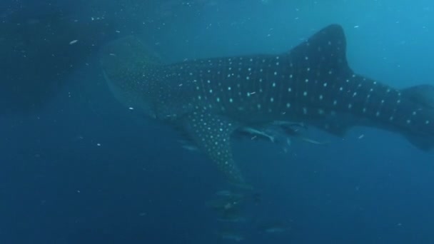 Nado Tubarão Baleia Oceano Azul Nas Ilhas Kri Raja Ampat — Vídeo de Stock