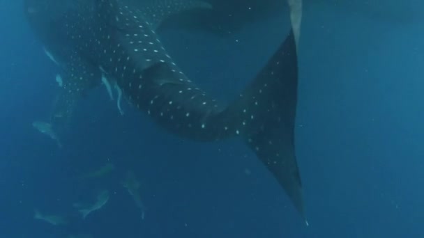 Walvishaai Zwemmen Blauwe Oceaan Kri Eilanden Raja Ampat Onderwaterzicht Wilde — Stockvideo