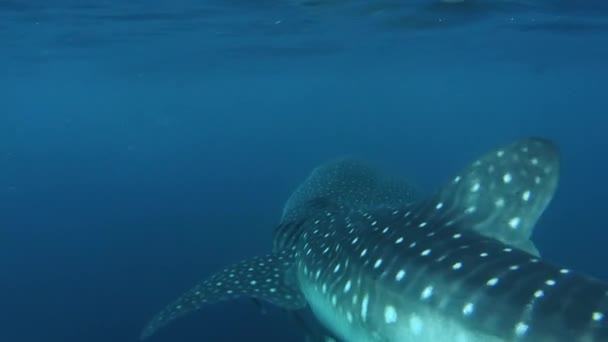 Squalo Balena Che Nuota Nell Oceano Blu Nelle Isole Kri — Video Stock