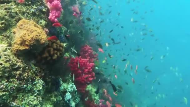 Vue Sous Marine Jardin Coloré Corail Avec Des Poissons Tropicaux — Video