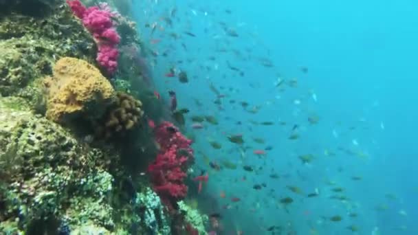 Vista Subacquea Del Variopinto Giardino Corallo Con Pesci Tropicali Nell — Video Stock