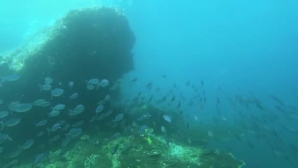 Vista Subacquea Del Giardino Corallo Con Spugna Pesci Tropicali Nell — Video Stock