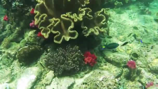 Giardino Corallo Colorato Con Pesci Tropicali Nell Isola Kri Raja — Video Stock