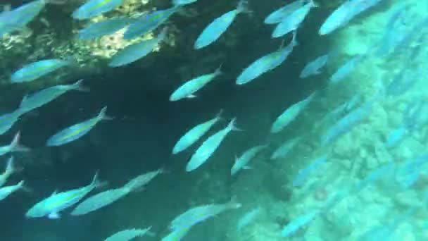 Pemandangan Taman Karang Berwarna Dengan Ikan Tropis Pulau Kri Raja — Stok Video